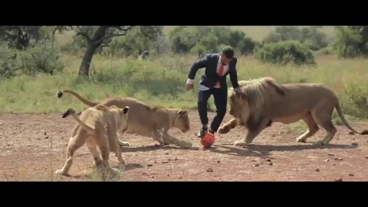 Football with Wild Lions